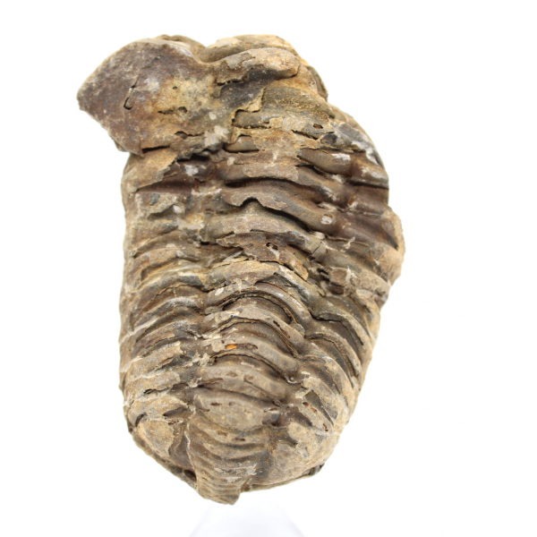 Fossil trilobit från Marocko