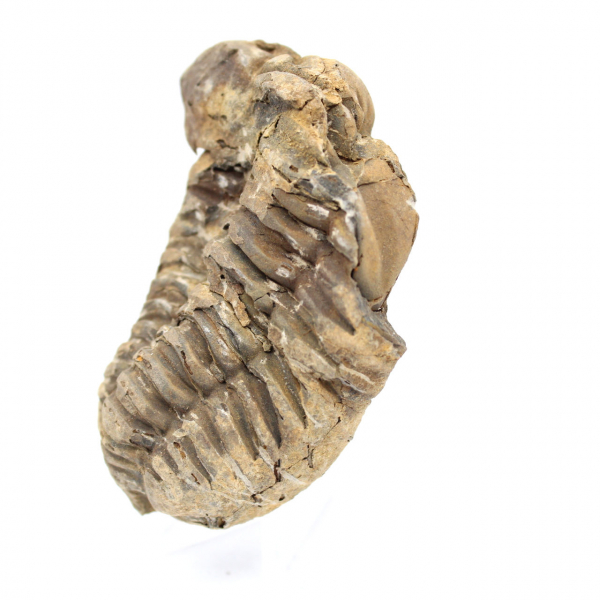 Fossil trilobit från Marocko