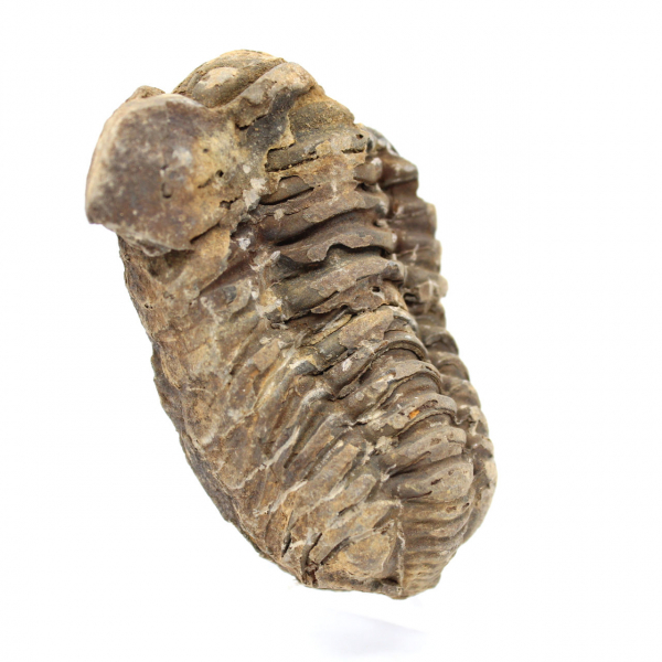 Fossil trilobit från Marocko