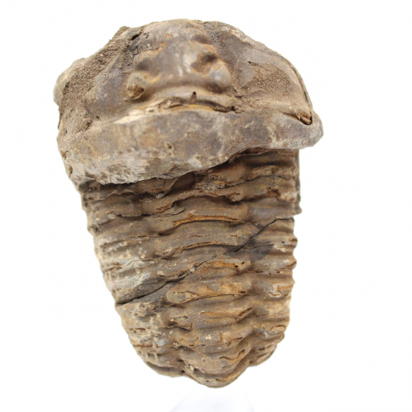 Rå fossil trilobit