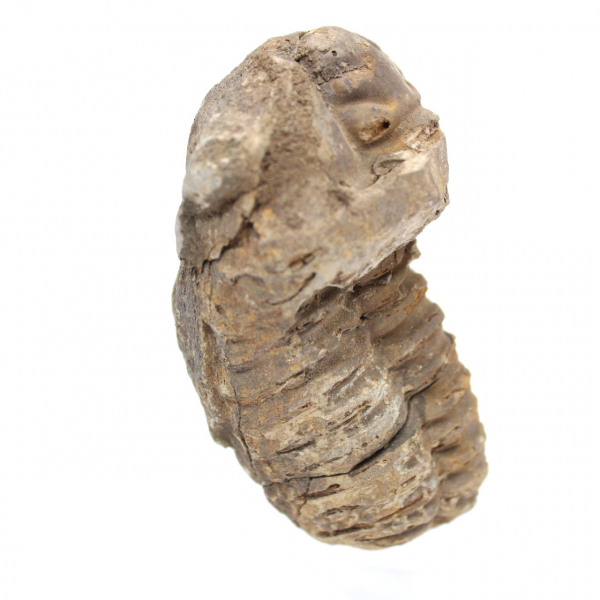 Rå fossil trilobit