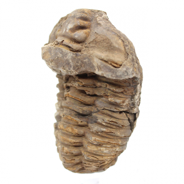 Rå fossil trilobit