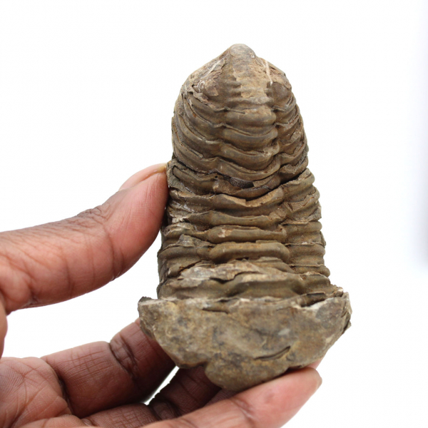 Trilobit