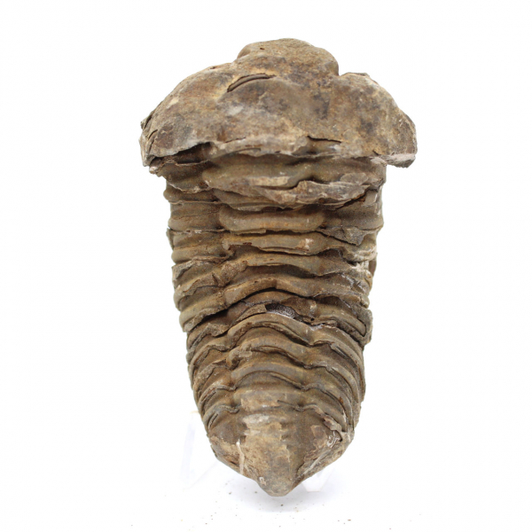 Trilobit