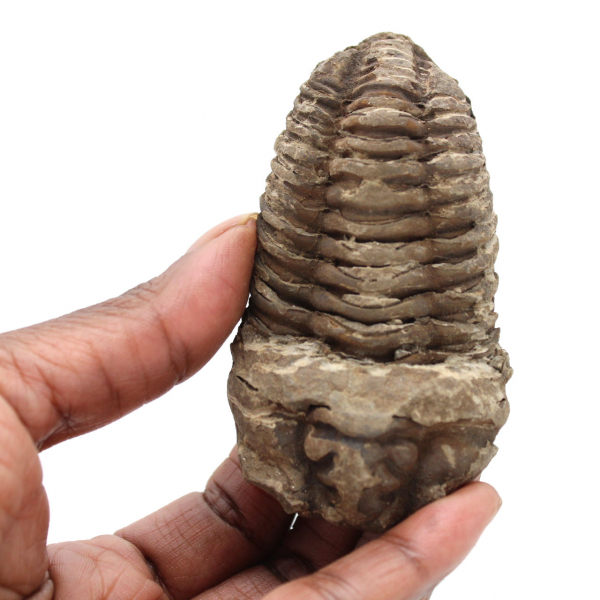 Trilobit