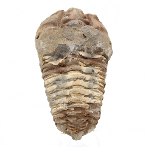 Fossil trilobit