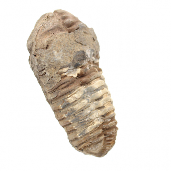 Fossil trilobit