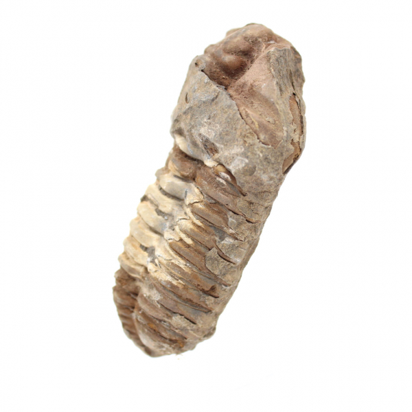 Fossil trilobit