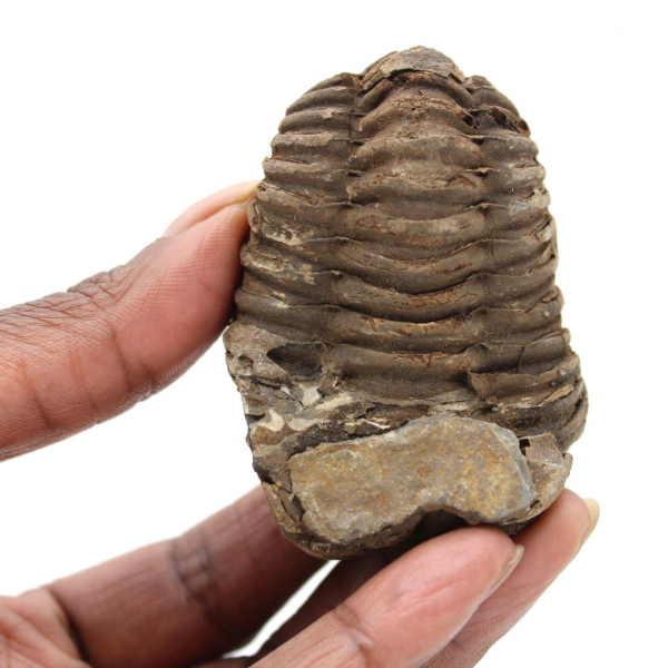 Fossil trilobite Marocko