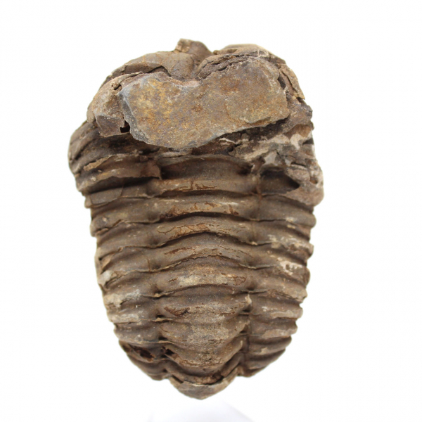 Fossil trilobite Marocko