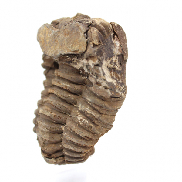 Fossil trilobite Marocko