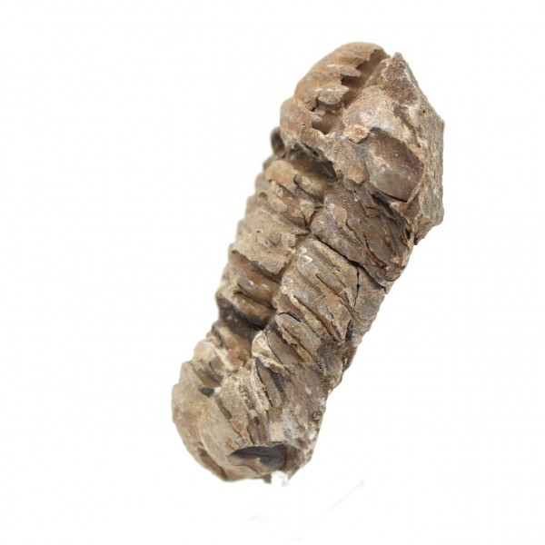 Trilobitfossil från Marocko