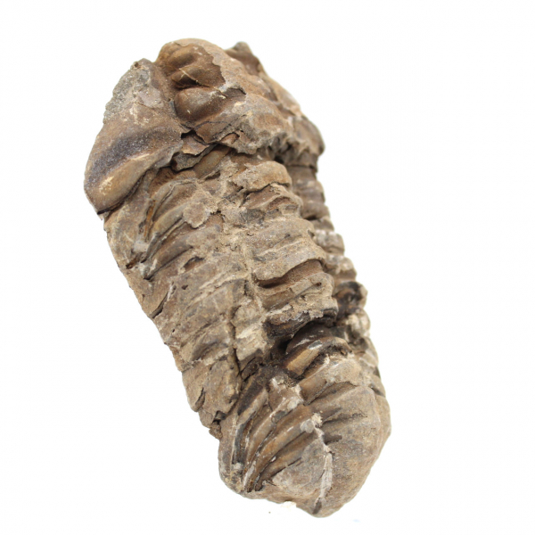 Trilobitfossil från Marocko