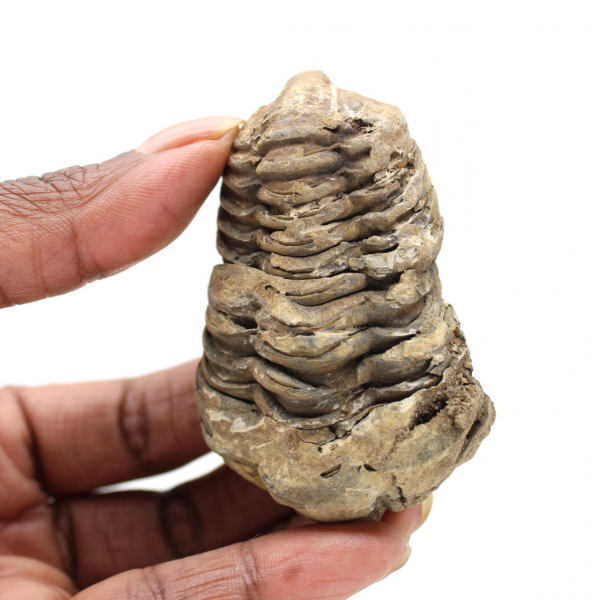 Trilobite fossil Marocko