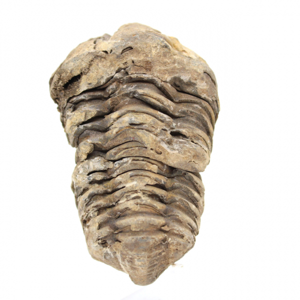 Trilobite fossil Marocko