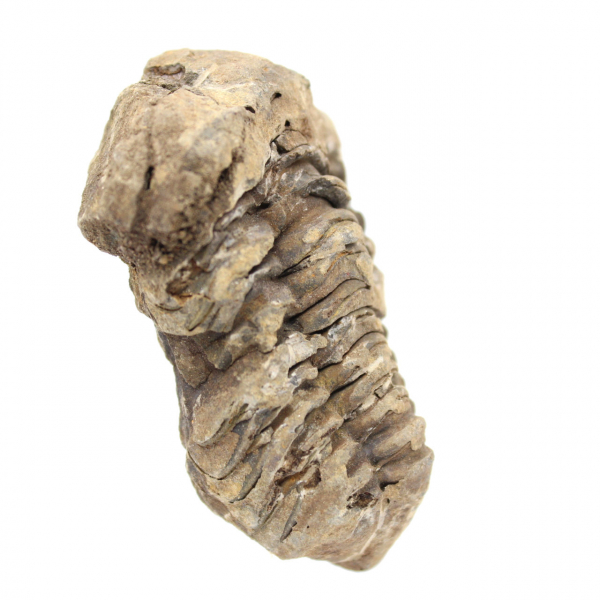 Trilobite fossil Marocko