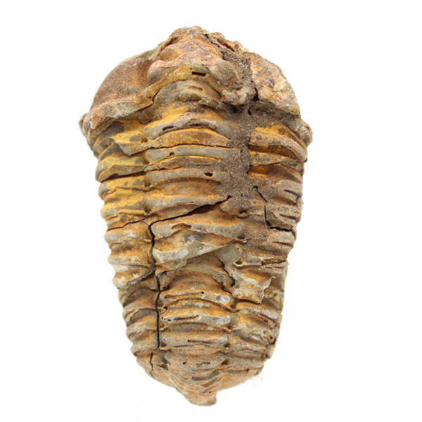 Rå fossil trilobit