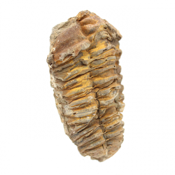 Rå fossil trilobit