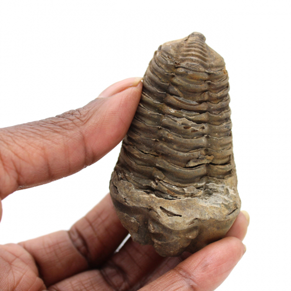 Trilobit