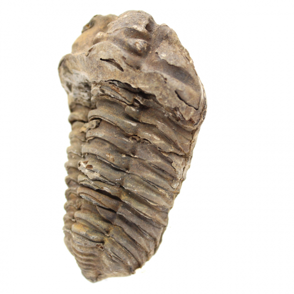 Trilobit