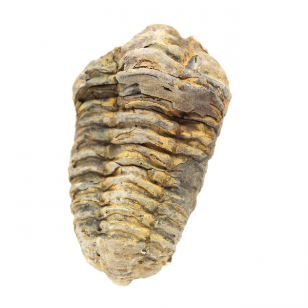 Trilobit