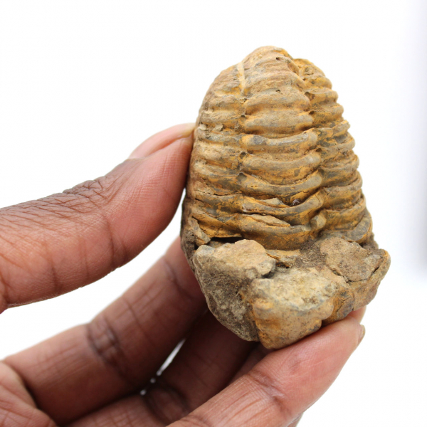 Trilobit