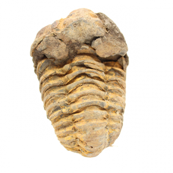 Trilobit