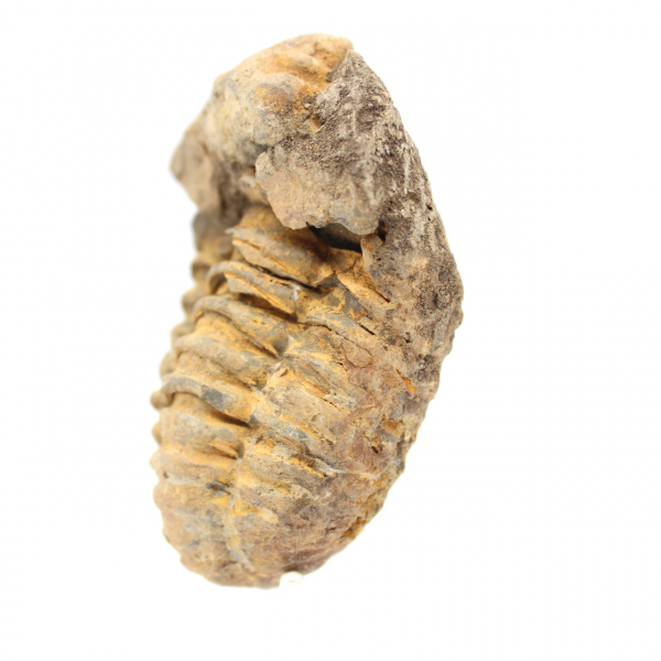 Trilobit