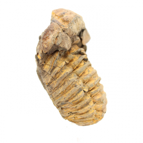 Trilobit