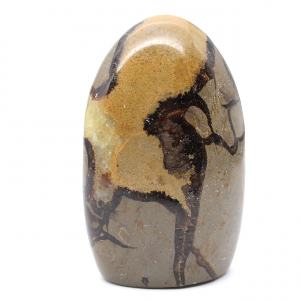 Polerad Septarian Stone