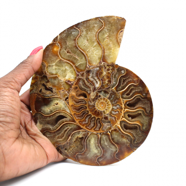 Fossil ammonit från Madagaskar