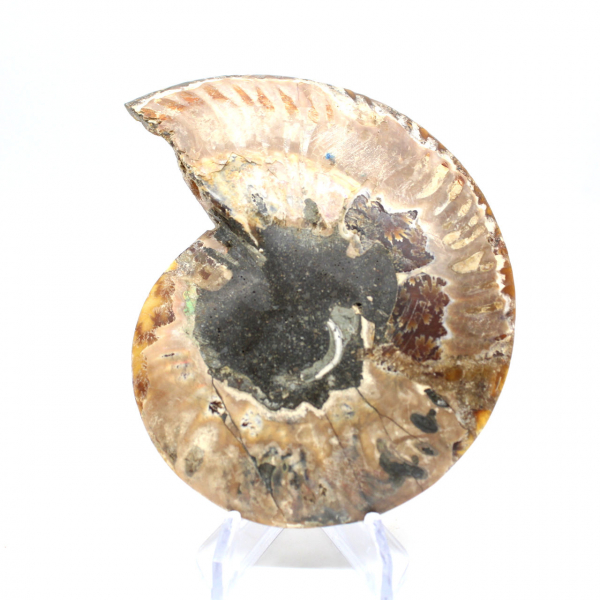 Fossiliserad ammonit