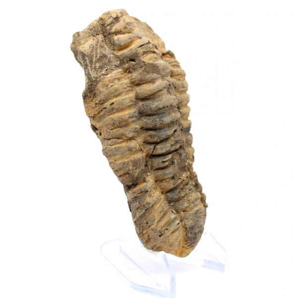 Trilobit