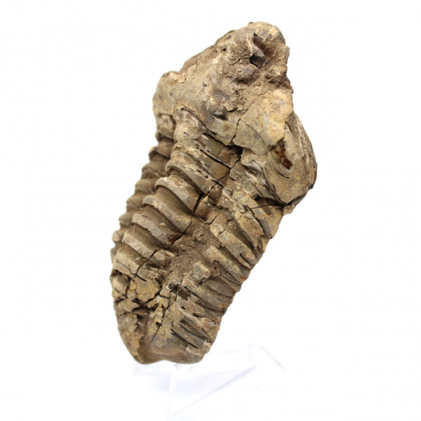 Rå fossil trilobit