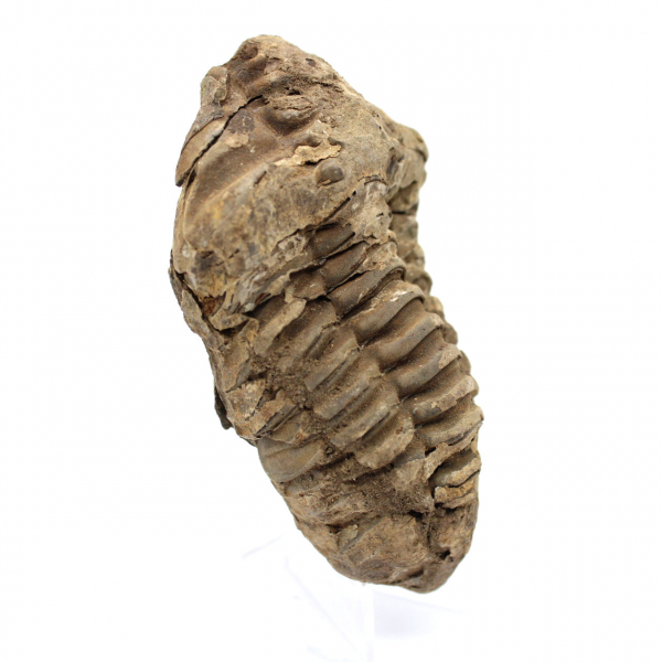 Rå fossil trilobit