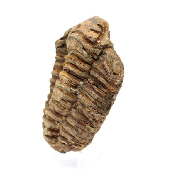 Trilobite fossil Marocko