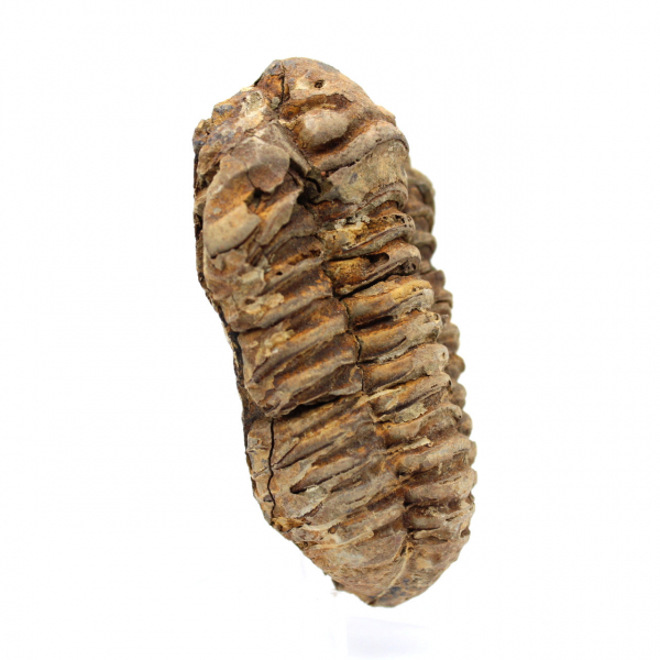 Trilobite fossil Marocko