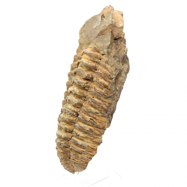 Trilobitfossil från Marocko