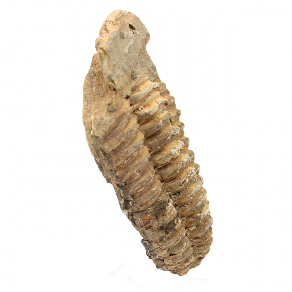 Trilobitfossil från Marocko