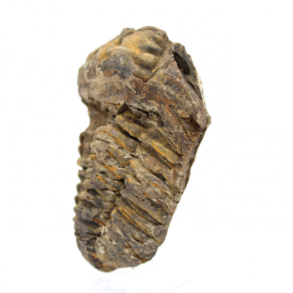 Fossil trilobit från Marocko