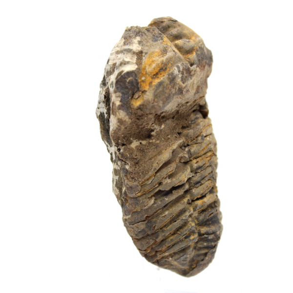 Fossil trilobit från Marocko