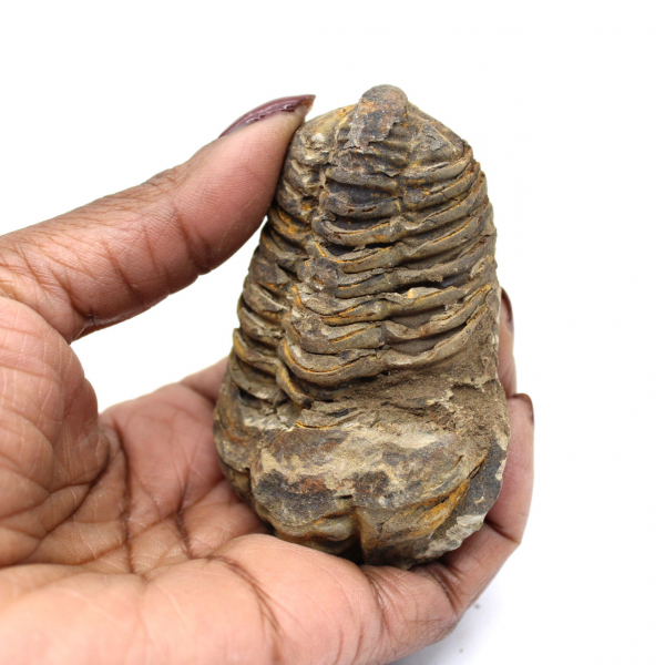 Fossil trilobit från Marocko