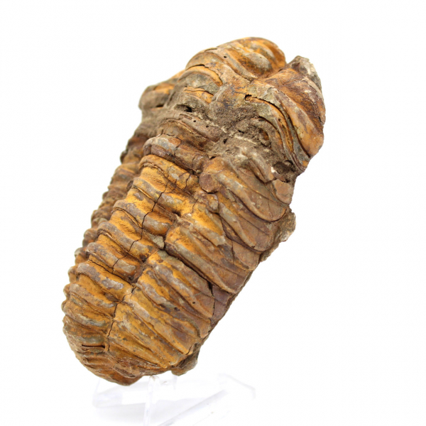 Trilobit fossil