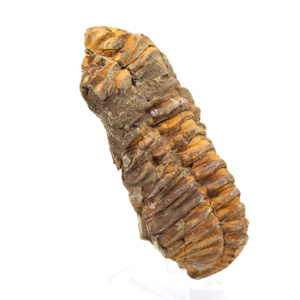 Trilobit fossil