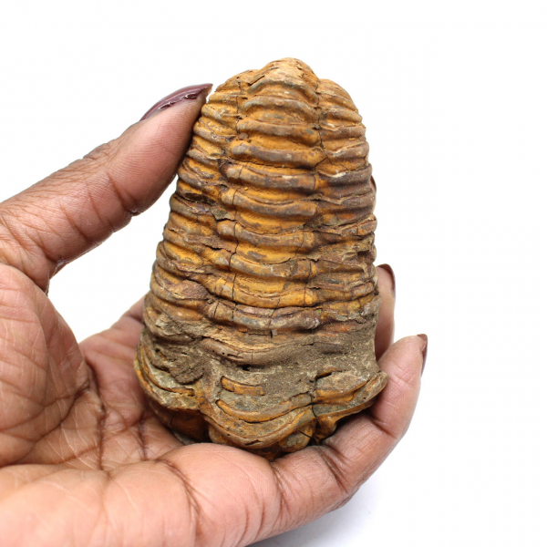 Trilobit fossil