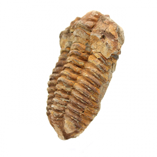 Fossil trilobit