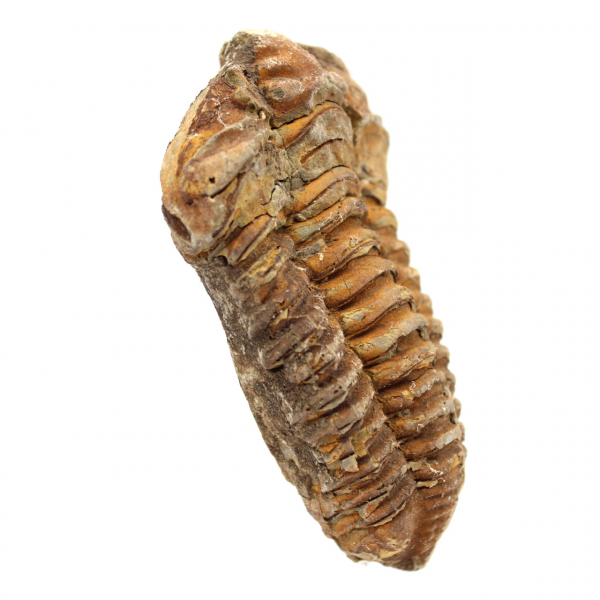 Fossil trilobit