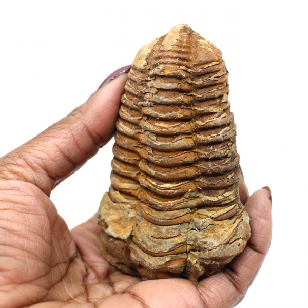 Fossil trilobit