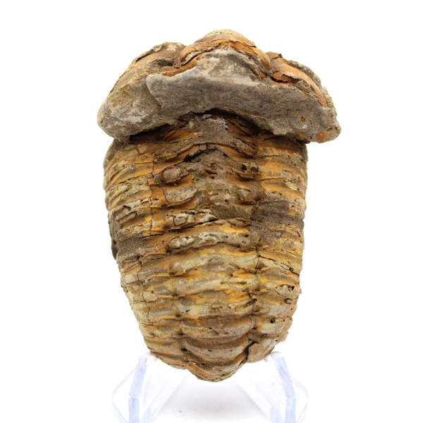 Trilobit