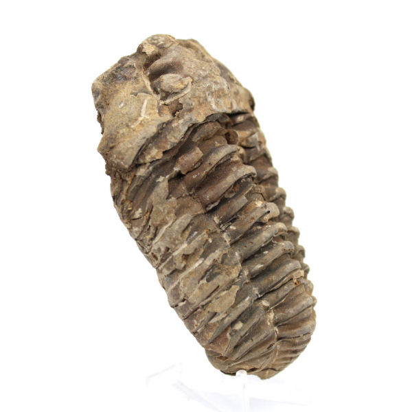 Rå fossil trilobit